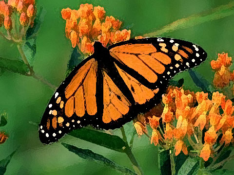 BUTTERFLY Art Student Academy