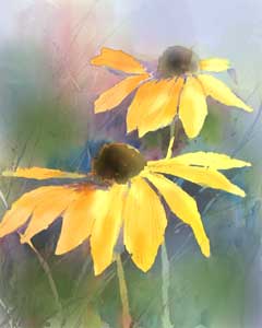 black eyed susans wc