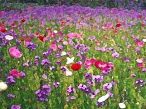 wildflowers