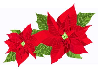 RED POINSETTIA RED POINSETTIA