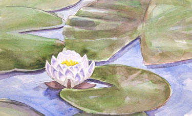 waterlilly watercolor